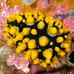 Phyllidia ocellata