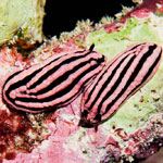 Phyllidiella rosans