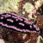 Phyllidiella striata