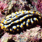 Phyllidia varicosa