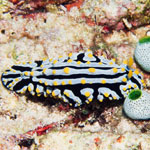 Phyllidia varicosa