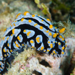 Phyllidia varicosa