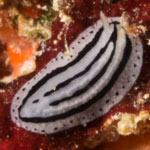 Phyllidiopsis xishaensis