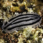 Phyllidiopsis xishaensis