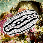 Phyllidiella striata