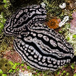 Phyllidiella zeylanica