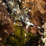 Pteraeolidia semperi 