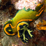 Tambja olivaria