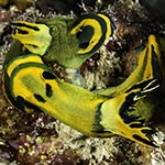 Tambja olivaria