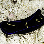 Tubulophilinopsis gardineri