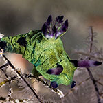 Tyrannodoris nikolasi