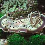 Goniobranchus tritos
