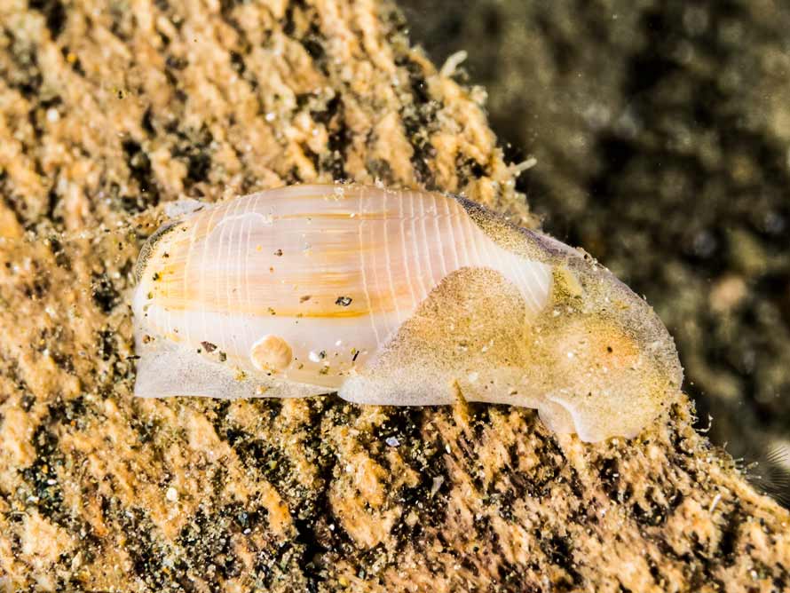 Abronica sp. 2