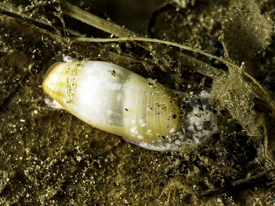 Abronica sp. 2