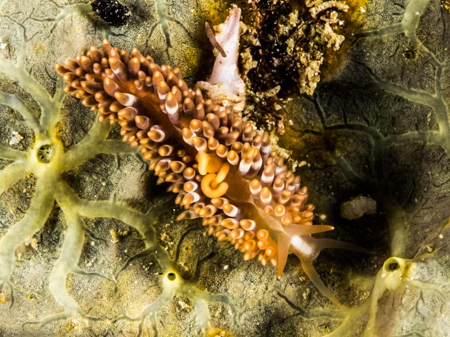 Anteaeolidiella cacaotica