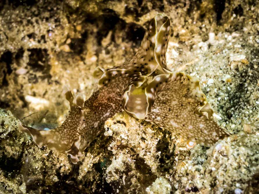 Aplysia sp.