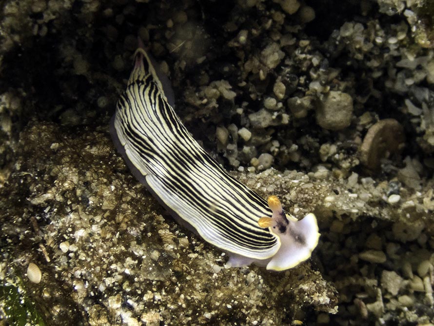 Armina sp. 10