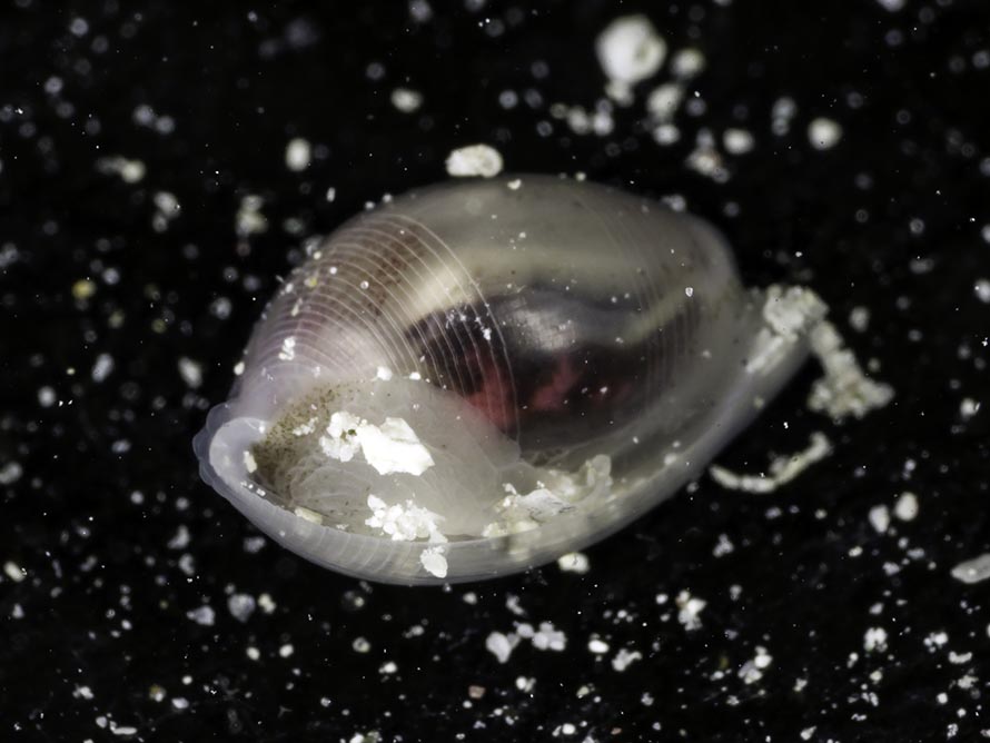 Atys semistriatus