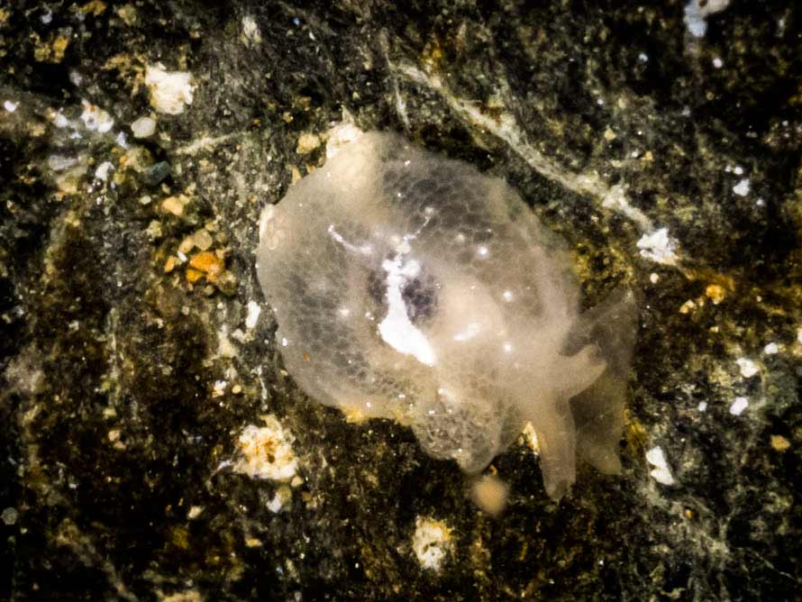 Berthella sp. A