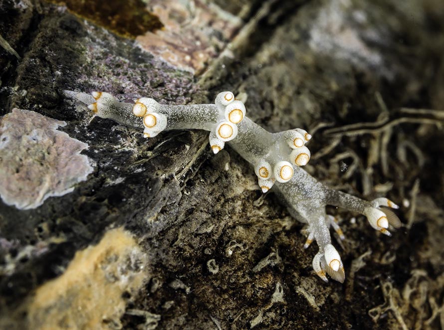 Bornella sp. B