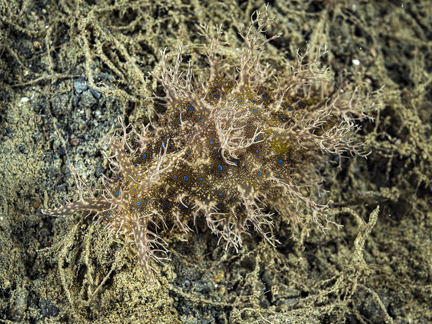 Bursatella leachii