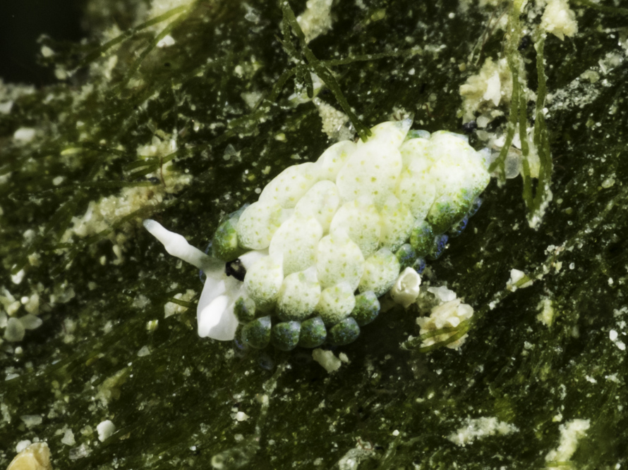 Costasiella fridae