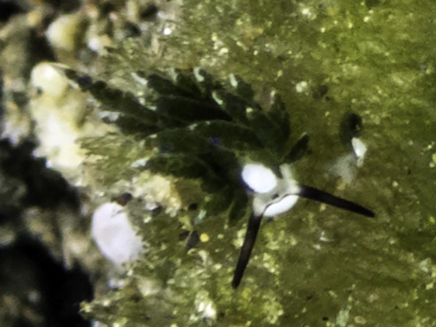 Abronica sp. 2