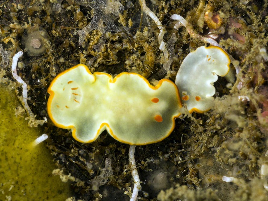 Diversidoris aurantionodulosa