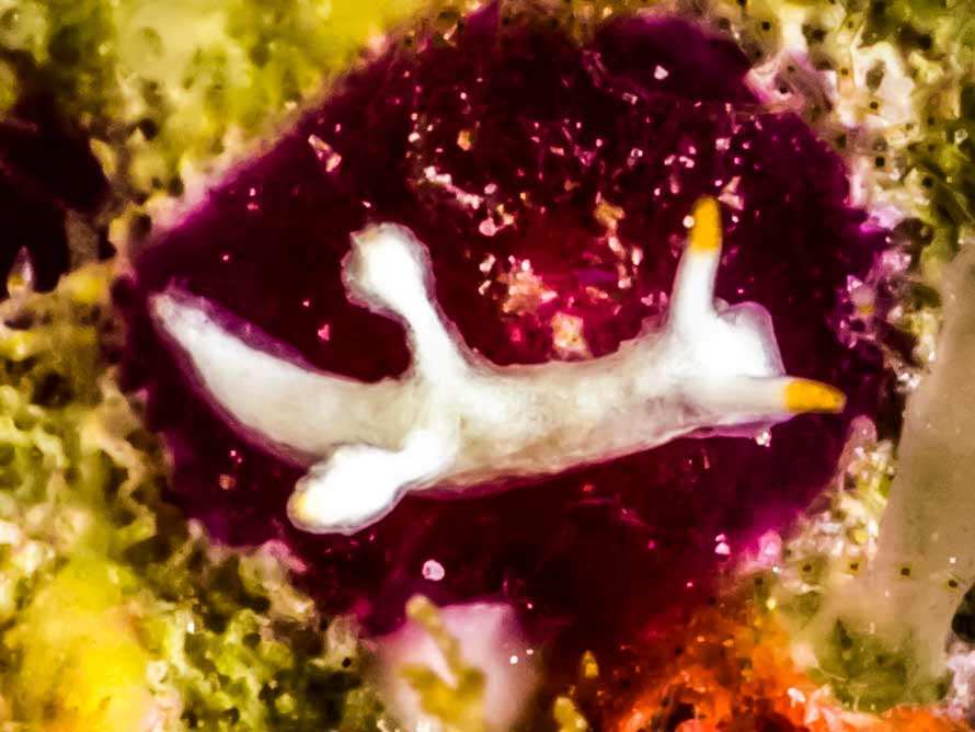 Murphydoris maracabranchia