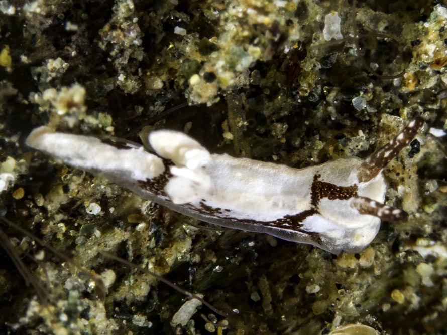 Murphydoris cf adusta