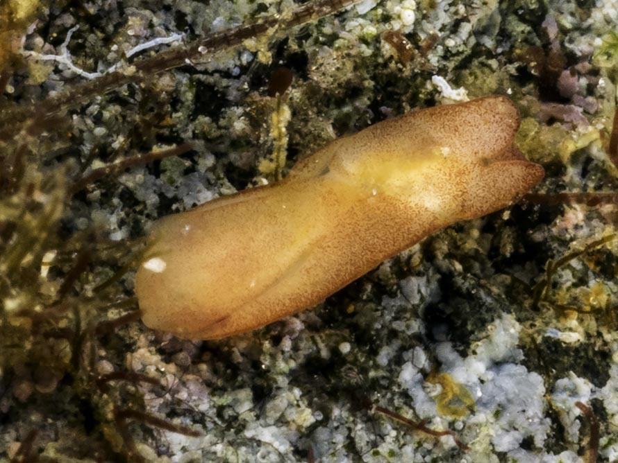 Hermania rubrata