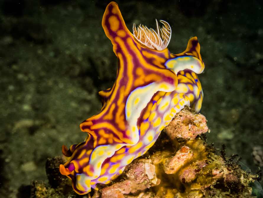 Miamira flavicostata