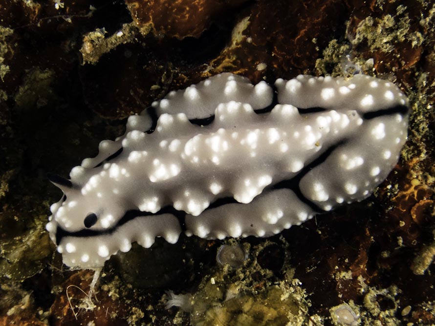 Phyllidiopsis krempfi
