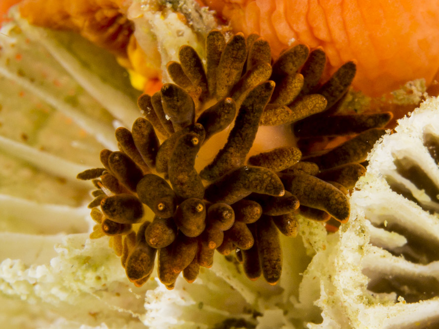 Tenellia melanobrachia