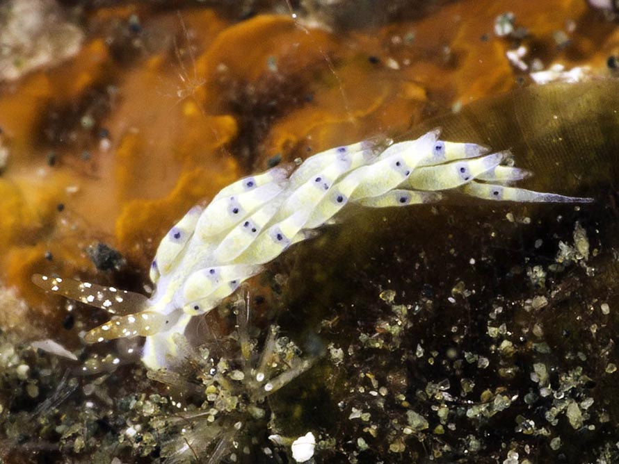 Tenellia sp. 2