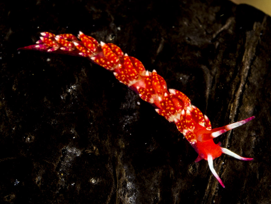 Tenellia sp. 27