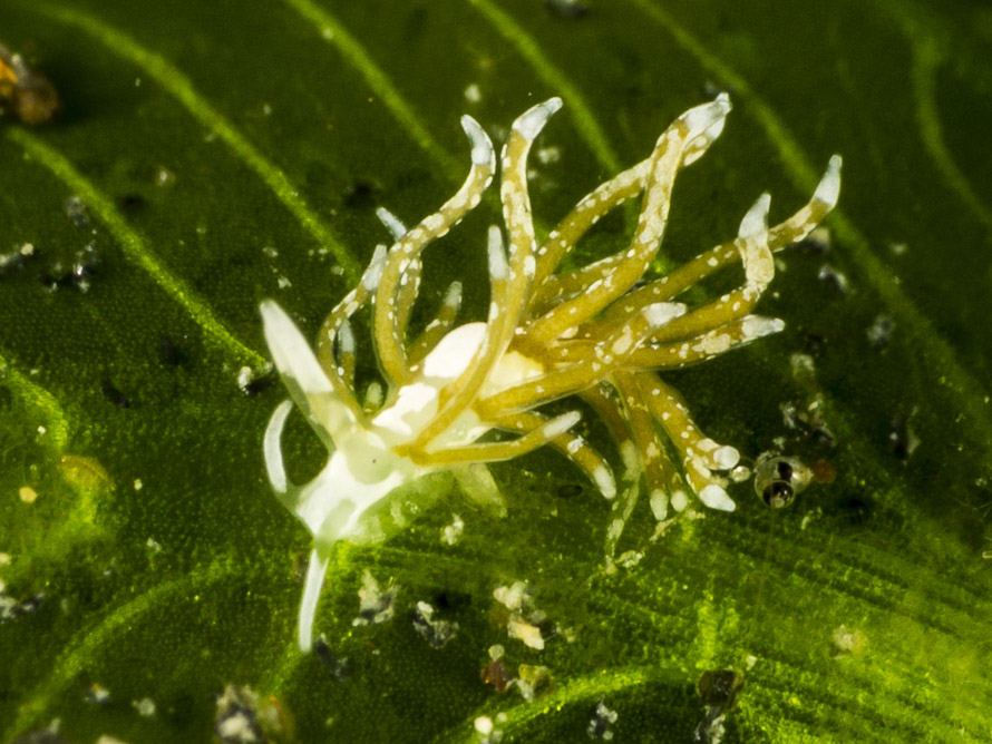 Tenellia sp. 37