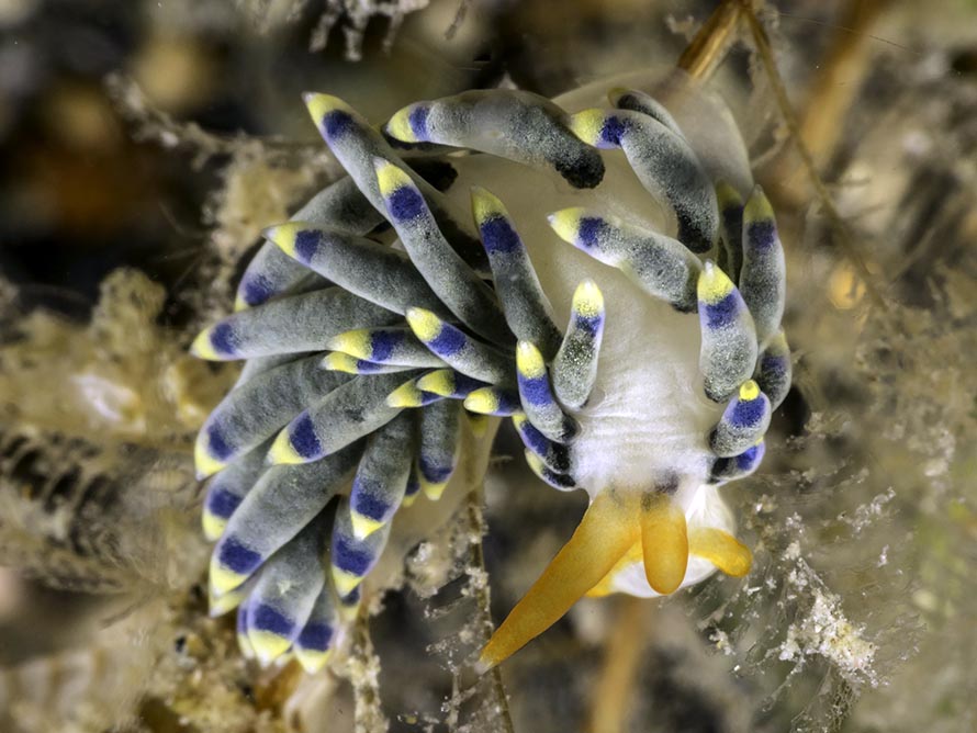 Tenellia sp. T