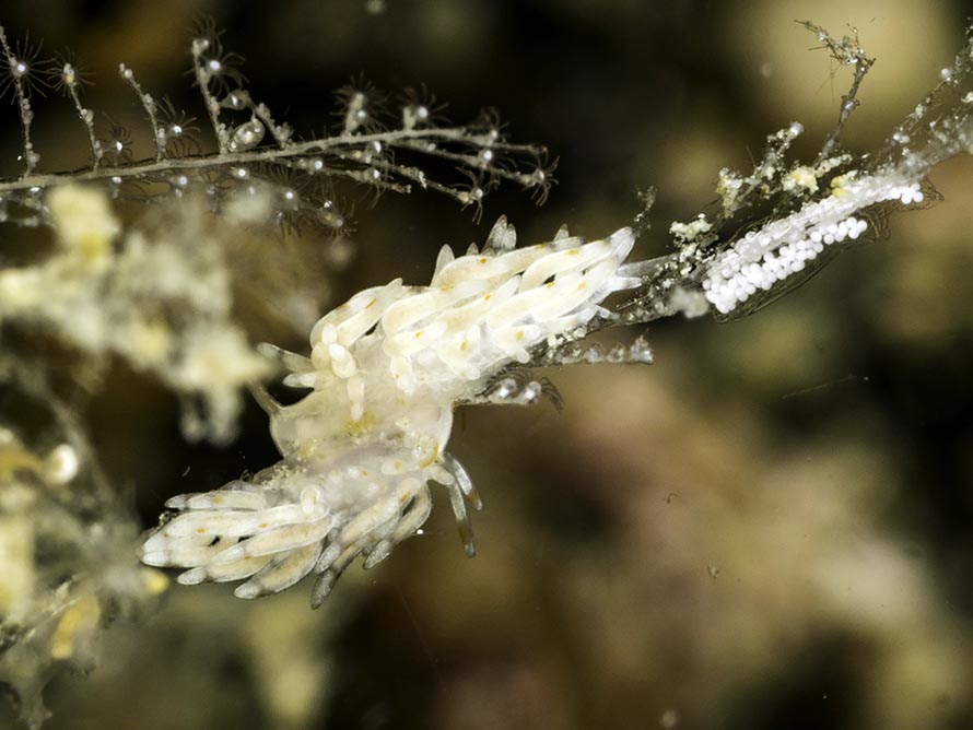 Tenellia sp. 60