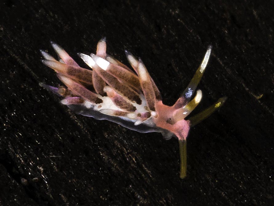 Tenellia sp. 74