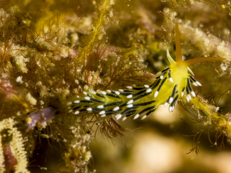 Tenellia sp. 76