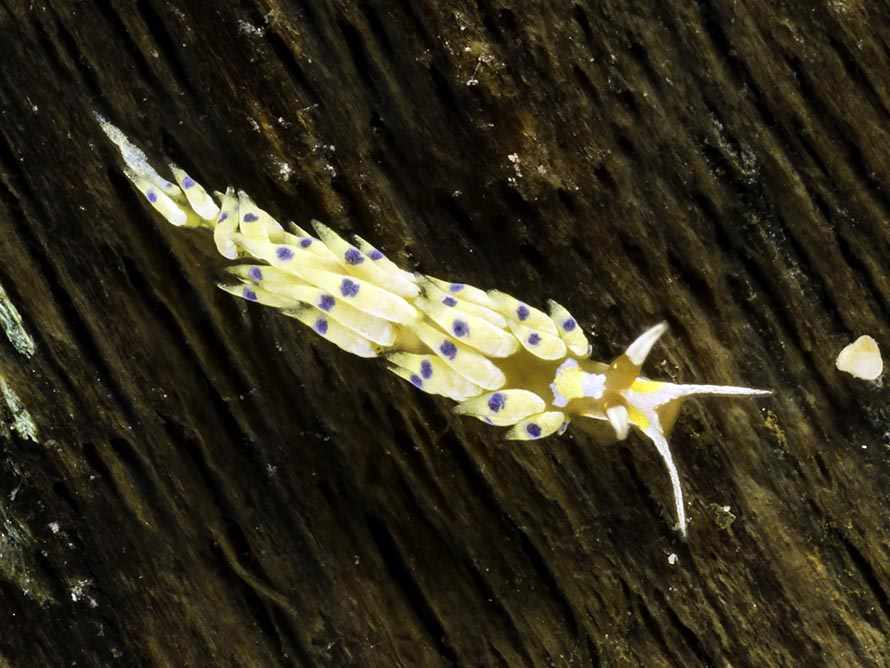 Tenellia sp. 9
