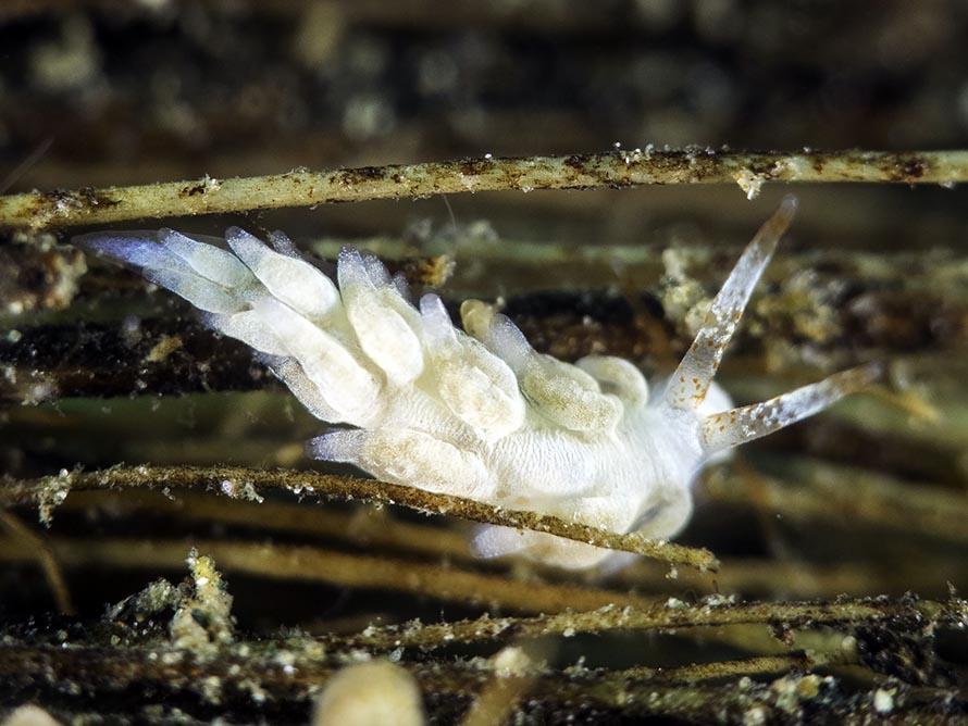Tenellia sp. V