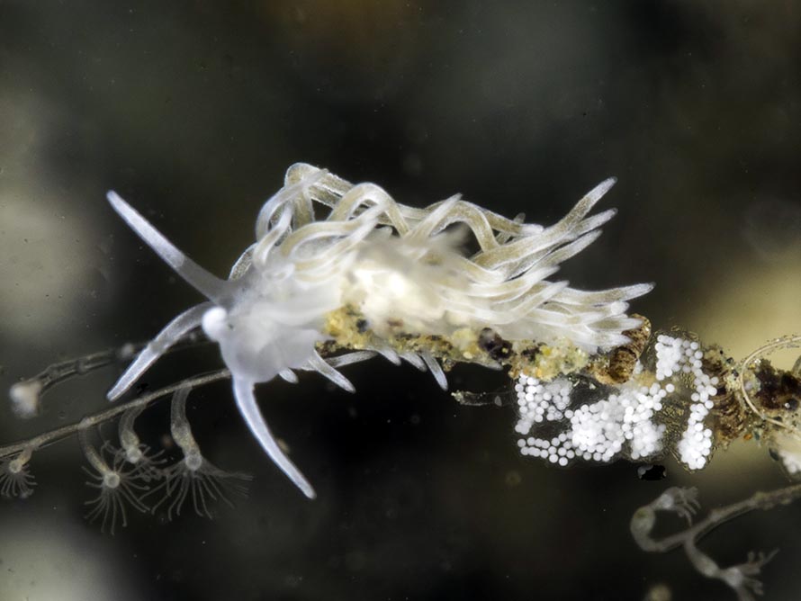 Tenellia sp. W
