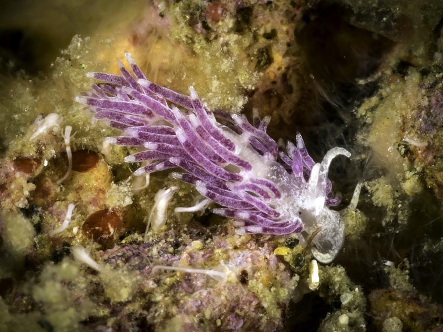 Tenellia sp. Z