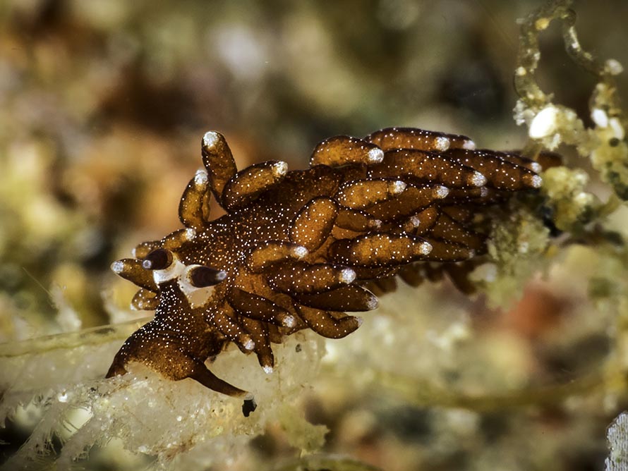 Tenellia sp. ZA