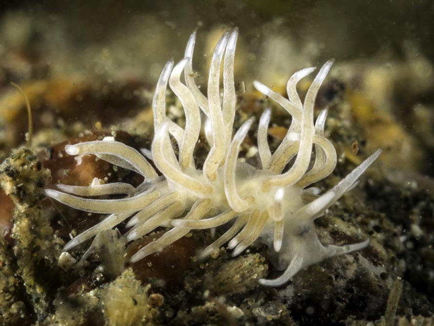 Tenellia sp. ZC