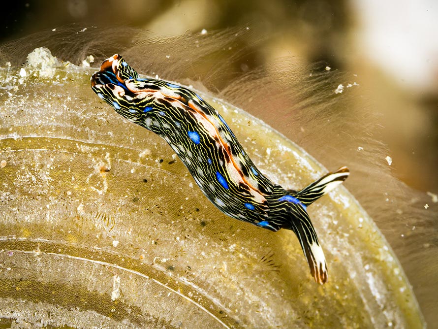 Thuridilla sp. E