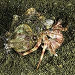 Dardanus pedunculatus