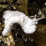 Aegires petalis
